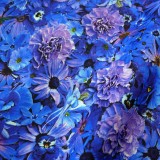 Coton Bleuet Flowers