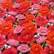 Coton Coquelicot